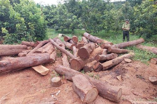 Gia Lai: Xác minh vụ người dân cất giữ 76 lóng gỗ trong rẫy