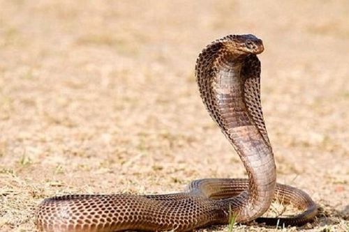Vui vẻ khoe chiến tích bắt rắn, hai ngày sau người đàn ông trả giá đắt