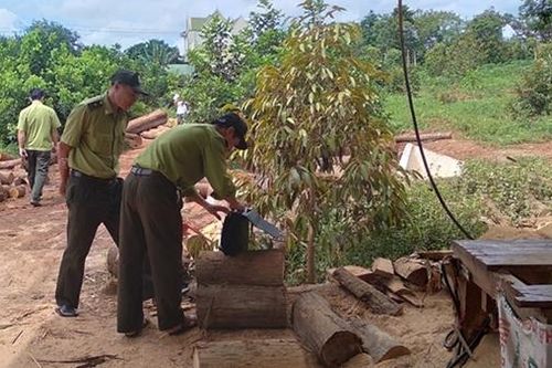 Xác minh nguồn gốc 76 lóng gỗ được tập kết ở vùng biên