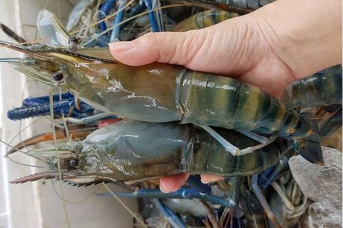 Cháu trai thích ăn tôm, ông nội làm điều dại dột