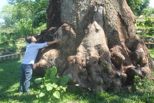 Cây trôi cổ thụ 'chết đứng' sau khi được cải tạo