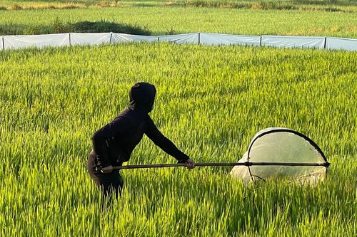 Hà Tĩnh: Kiếm tiền triệu nhờ… 'tôm bay'