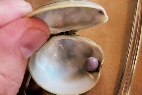 Mỹ: Phát hiện ngọc trai tím quý hiếm trong món khai vị ngao tại nhà hàng