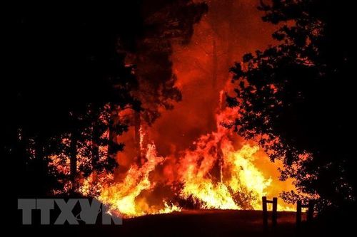 Mỗi phút thế giới mất đi vùng rừng có diện tích bằng 16 sân bóng đá