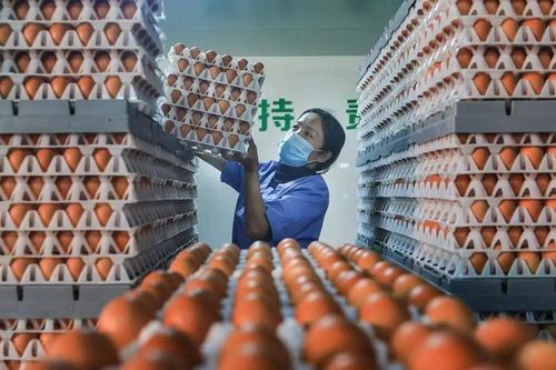 Trứng gà tại Trung Quốc đội giá 30% do nắng nóng kỷ lục
