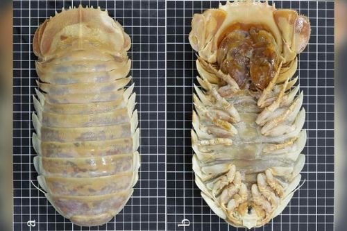 Phát hiện loài giáp xác khổng lồ giống quái vật trong 'Alien'