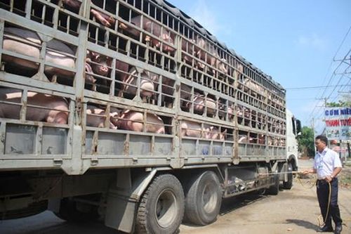 Bình Phước ngăn chặn, xử lý vận chuyển heo qua biên giới