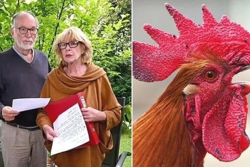 Chú gà bị kiện lên tòa vì gáy quá nhiều lần một ngày