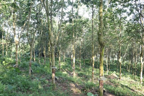 Doanh nghiệp trồng cao su trên đất cộng đồng