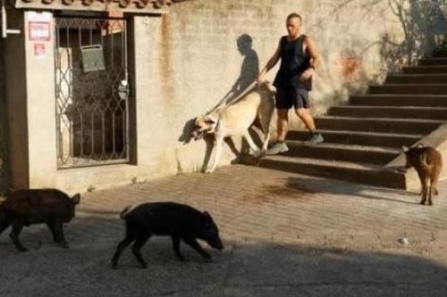 Tây Ban Nha 'đau đầu' vì vấn nạn lợn rừng