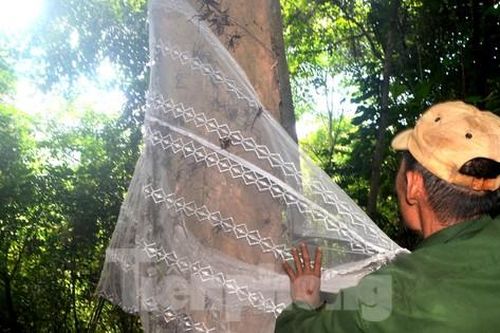 Dùng màn giăng bẫy bắt dế rừng, bỏ túi tiền triệu mỗi ngày