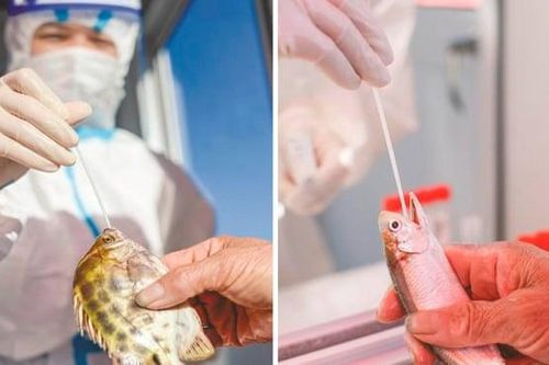 Thành phố ở Trung Quốc yêu cầu xét nghiệm COVID-19 cho cá