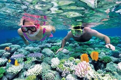 Kiên Giang: Tạm dừng hoạt động lặn ngắm san hô trong Khu Bảo tồn biển Phú Quốc