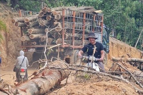 Cạo sạch rừng đầu nguồn gần 20 năm tuổi