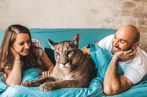 Thích nuôi mèo lớn, cặp vợ chồng mua luôn báo về làm thú cưng