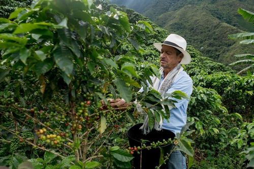 Lao động cưỡng bức, cà phê nhuốm máu