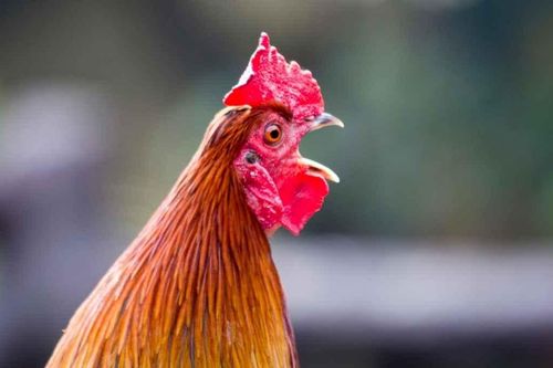 Hàng xóm kiện nhau ra tòa vì chú gà gáy 200 lần/ngày