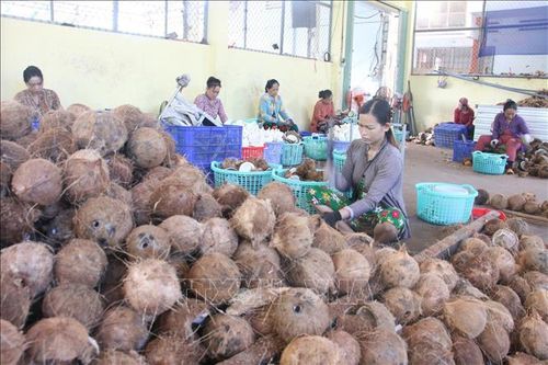 Giá dừa khô tăng gấp đôi, Trà Vinh tìm cách nâng cấp chuỗi giá trị dừa