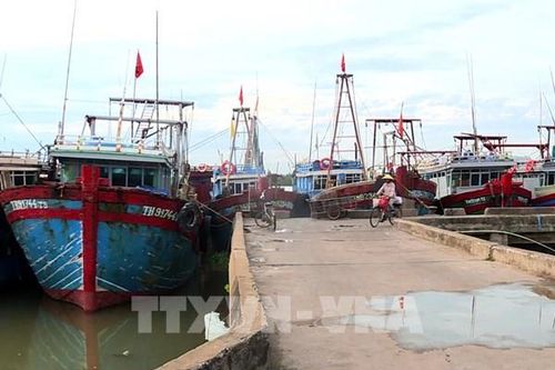 Xử lý nghiêm trường hợp môi giới, đưa tàu cá khai thác hải sản trái phép