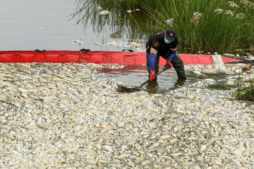 Hơn 100 tấn cá chết trên sông Oder có thể do tảo vàng nở hoa