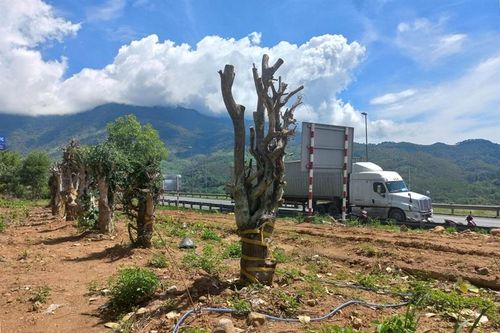Đà Nẵng - Ngang nhiên đưa xe cơ giới vào san ủi đất trong rừng đặc dụng Nam Hải Vân