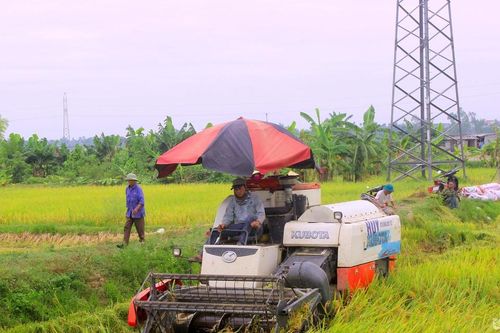 Nghệ An thu hoạch hơn 10.000 ha lúa hè thu chạy lụt