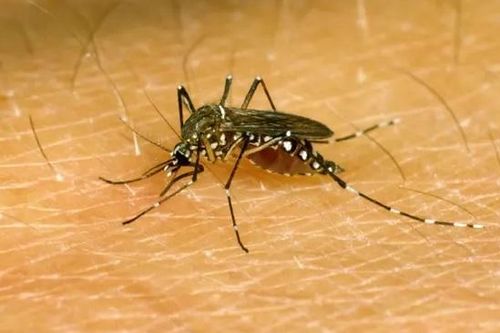 Phát hiện ra cơ chế khác lạ khiến muỗi luôn 'đánh hơi' được người