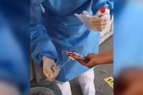 Thành phố ở Trung Quốc xét nghiệm Covid-19 trên cả... cua, cá