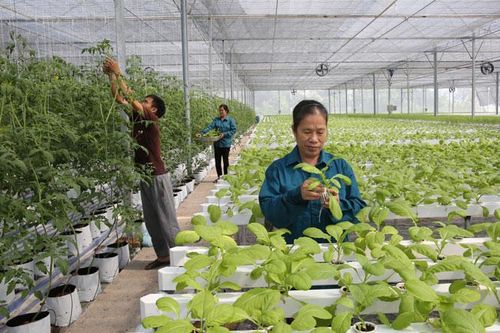 Thúc đẩy khởi nghiệp trong nông nghiệp