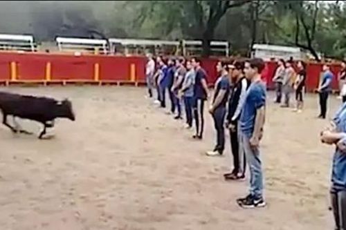 Thầy giáo ở Mexico gây tranh cãi khi bắt sinh viên xếp thành 3 hàng ngay trước mặt bò tót