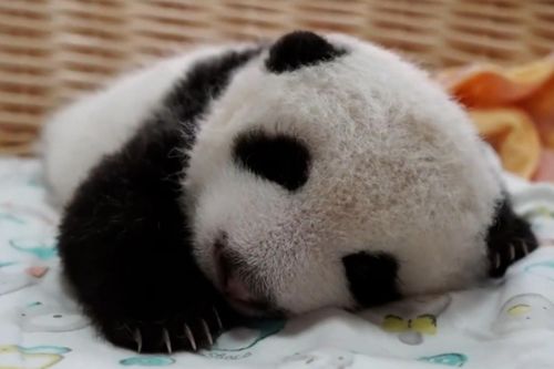 Gấu trúc con nặng nhất thế giới