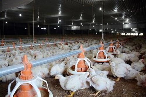 Ngăn chặn kịp thời các mầm bệnh xâm nhập vào nước ta