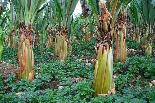 Phát hiện siêu cây lương thực đủ cứu đói hơn 100 triệu người