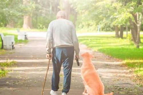 Chó cưng chết vì tuyệt thực hai ngày sau khi chủ qua đời
