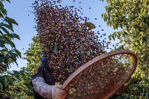 Địa ngục cà phê