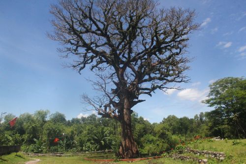 Cây cổ thụ hơn 300 năm tuổi chết do người dân... 'nhiệt tình quá'