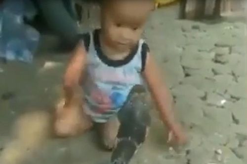 Bé trai tát, túm đầu hổ mang chúa không chút sợ hãi