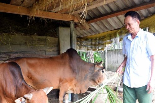 Nghệ An: Khoanh vùng khống chế ổ dịch viêm da nổi cục trên trâu, bò