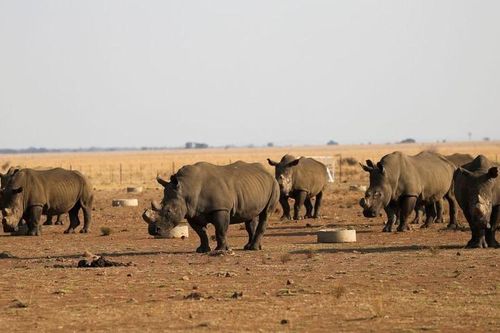 IUCN: Hơn 2.700 con tê giác bị săn bắn tại châu Phi trong 4 năm