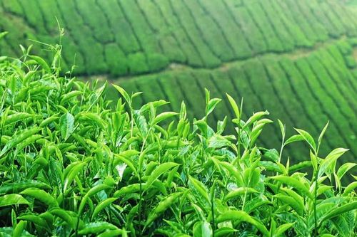 Phân bón Văn Điển: Giúp đất 'sạch' hơn cho vùng chè xuất khẩu