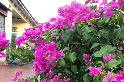 Nỗi buồn ai tỏ