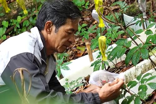 Đỉnh núi mùa hoa sâm