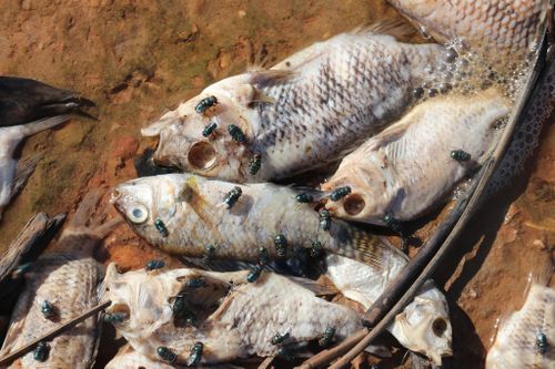 Cá chết trắng bờ tại hồ cấp nước cho hàng nghìn hộ dân TP Hà Tĩnh