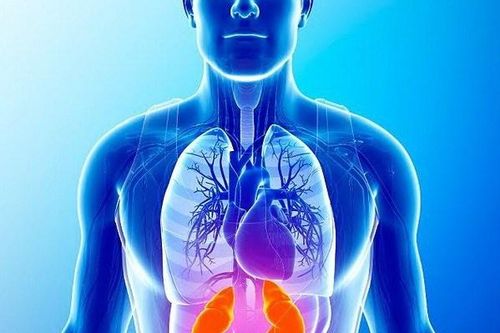 Số người Australia điều trị thận tăng gấp đôi trong 20 năm qua