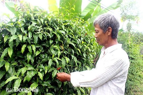 Thiếu đơn giá cây trồng, nhiều dự án bị 'nghẽn'