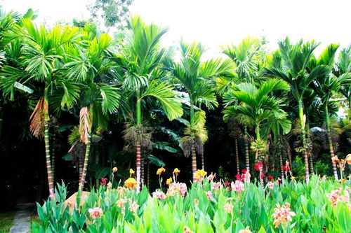 Gió đưa ngọn cỏ