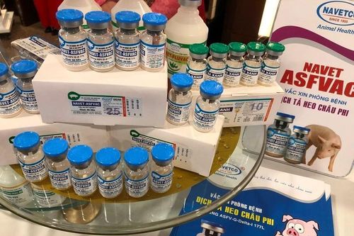 Phú Yên: Heo đổ bệnh, chết hàng loạt sau tiêm vắc xin của NAVETCO
