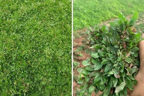 Bất ngờ 4 loại cỏ dại giúp người dân 'hốt bạc'