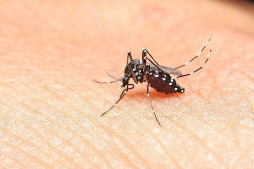 TP HCM ghi nhận thêm 1 ca tử vong do sốt xuất huyết, nâng tổng số ca lên 18