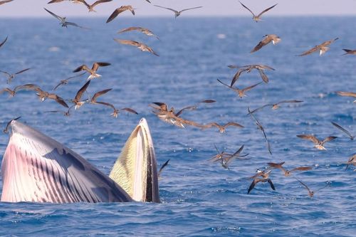 Thông tin bất ngờ về hai mẹ con cá voi đang thu hút du khách ở biển Đề Gi